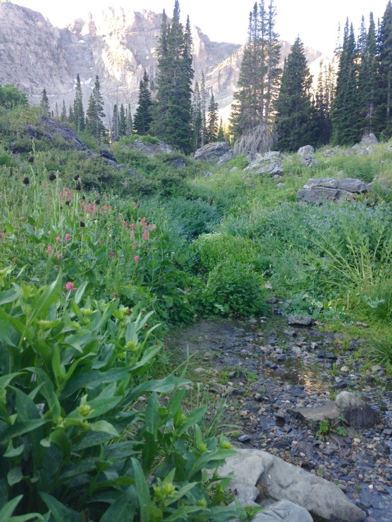 Wildflower Trail
