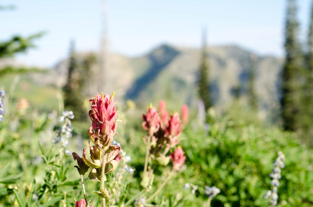 Indian Paintbrush