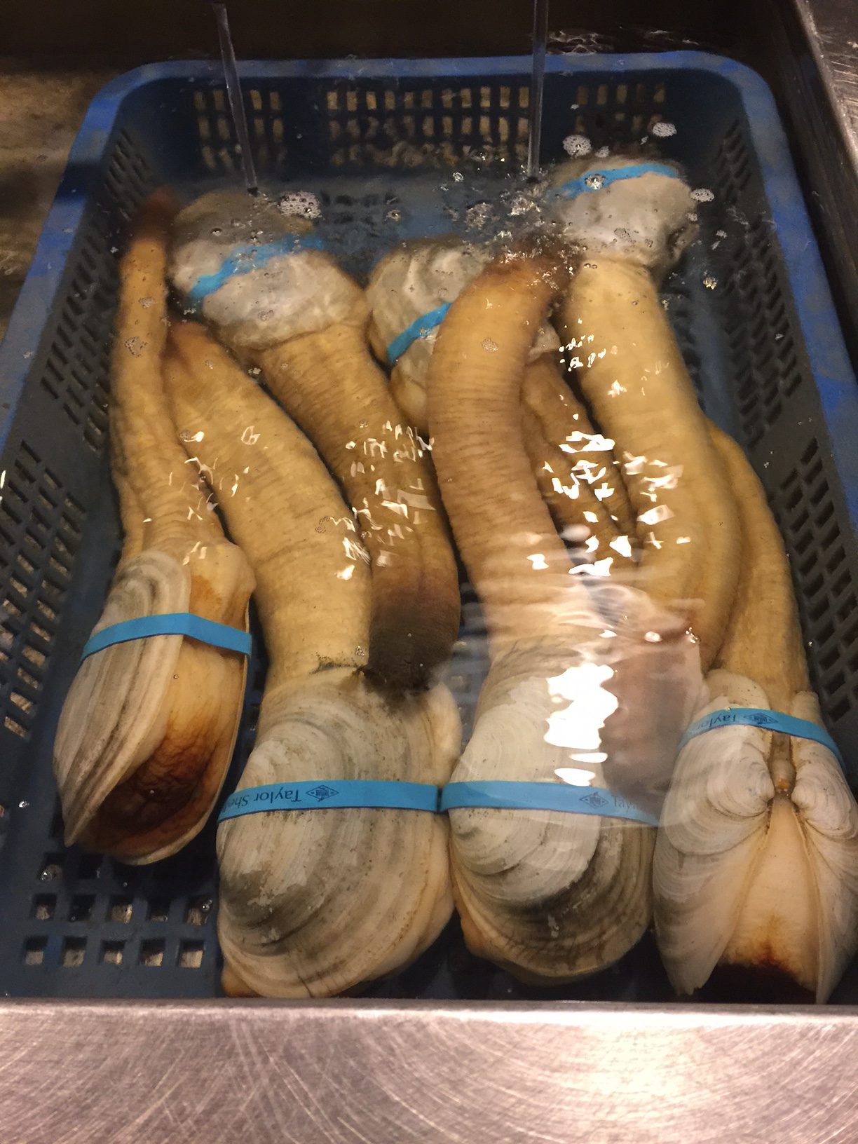 Seattle | Taylor Shellfish | Geoduck Clams