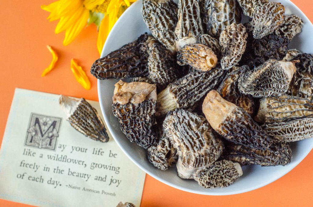 Morel mushrooms-7